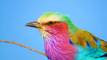 A colorful bird sitting on top of a tree branch