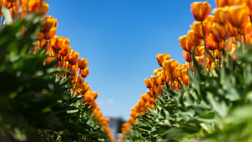 Photo of orange petaled flowers in bloom